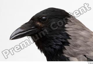 Carrion crow bird head 0007.jpg